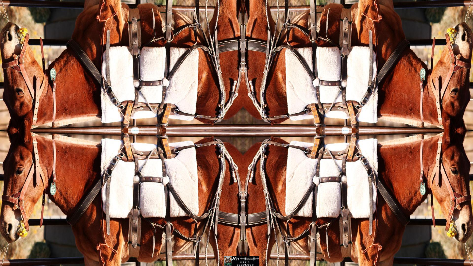 Quadroscopic art made from a Whitney Canyon 100 Mules Event image.